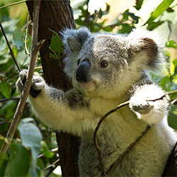 photo of a koala eating a leaf.